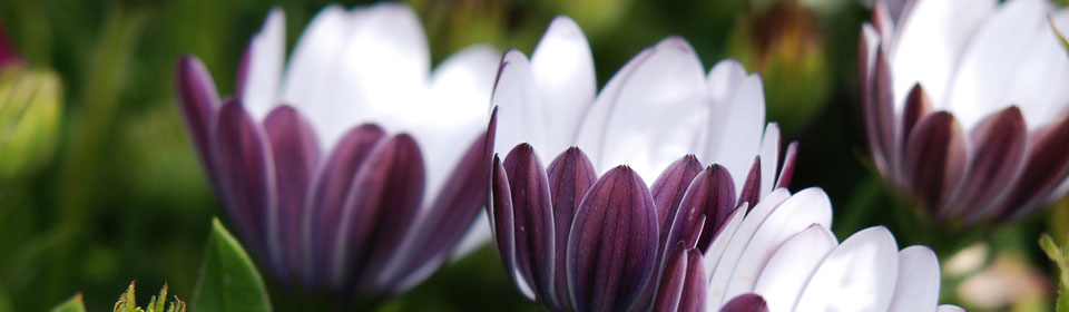 云呼网页版在线轰炸机