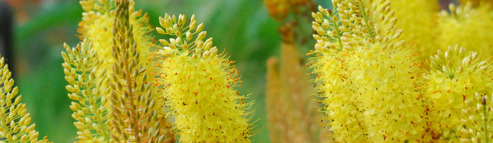 免费短信云呼轰炸机